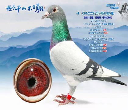 Ѫͳ��³�ϡ�����˹��ţȮ���