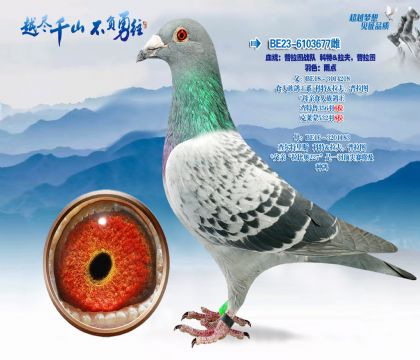 Ѫͳ������ͼս�ӿ���&����-����ͼ