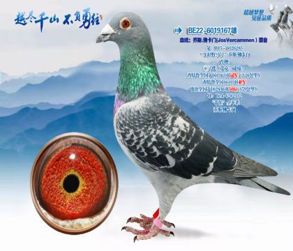 Ѫͳ����˹-���ţ�JosVercammen��ԭ��