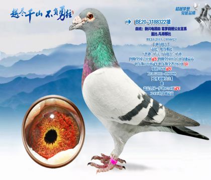 Ѫͳ���������Ѫ-������櫹���ֱϵ