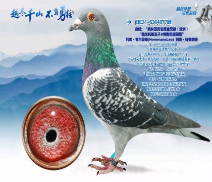 Ѫͳ��������ƥ��ȸӥȫ�ֵܣ����ף�