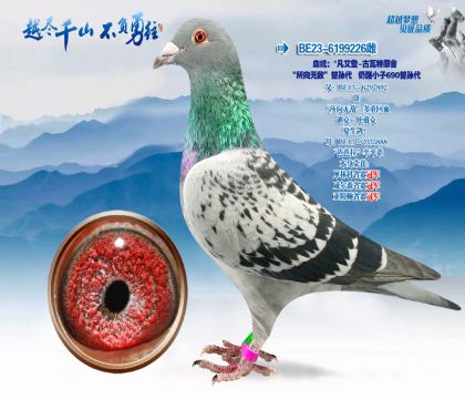 Ѫͳ����������-������ԭ��