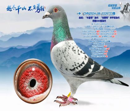 Ѫͳ����ľ�Ǻš���������޺š���ƽ�����