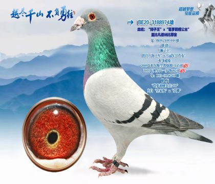 Ѫͳ����ʨ����������������櫹������Ǳ�-�����ɱ�ԭ��