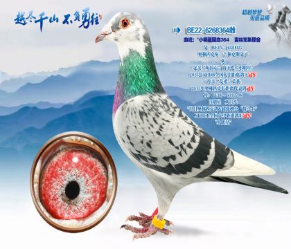 Ѫͳ����С���ǻ�Ѫ364���ֿ�˹ԭ��