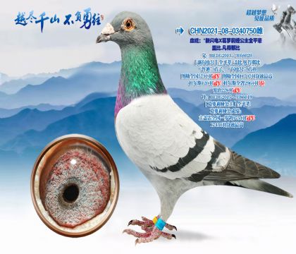 Ѫͳ����������X������櫹���ȫƽ���Ǳ�.�����Ǳ�