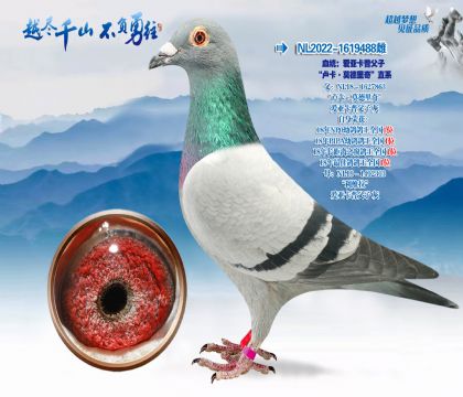 Ѫͳ�����ǿ��ո��ӡ�¬����Ī�����桱ֱϵ