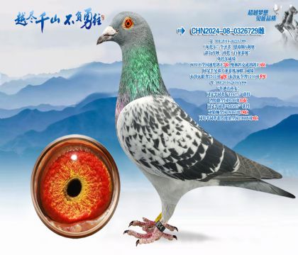 Ѫͳ������˹X����X³��