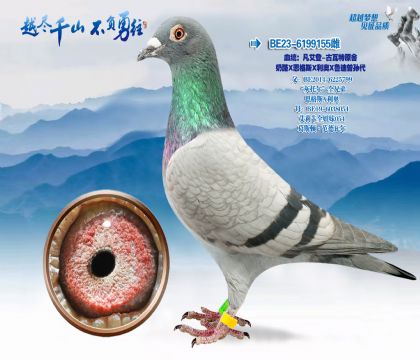 Ѫͳ��������-������ԭ��-���ҡ�����˹������X³�������