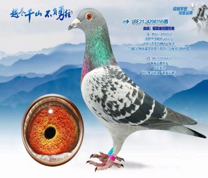 Ѫͳ�����׵Ϸ����ֵ�