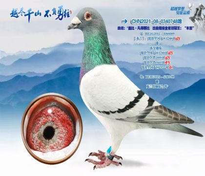 Ѫͳ���Ǳ�-�����ɱ�-���Գ���ȫʡ˫������������