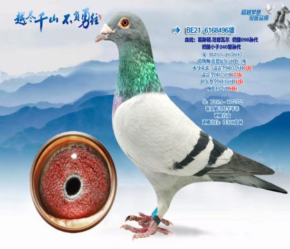 Ѫͳ����˹��.�����߶�����098�������С��240�����