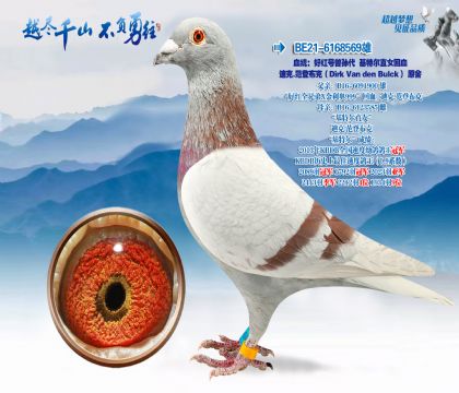 Ѫͳ���ú����������ض�ֱŮ��Ѫ