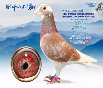 Ѫͳ���ú����� �ú��ֱ��X�ú��ֱŮ