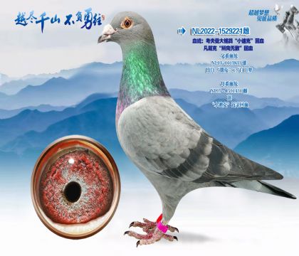 Ѫͳ�������������롰С�Ͽˡ���Ѫ�����ˡ������޵С���Ѫ