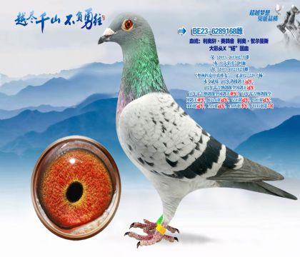 Ѫͳ�������������������¡��ض���˹-���ͷX�����Ѫ