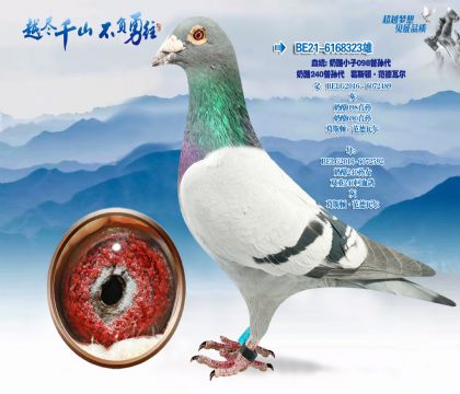 Ѫͳ������С��098���������240�������˹�١�������