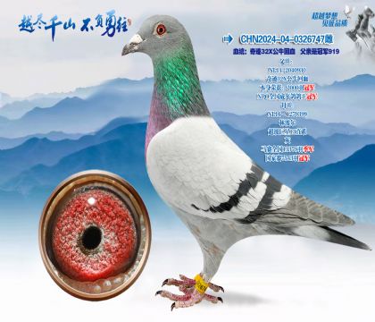 Ѫͳ���漣32X��ţ��Ѫ-�����ǹھ�919