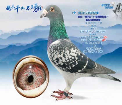 Ѫͳ��ʨ����X������櫹���-�Ǳȷ����ɱ�ԭ��