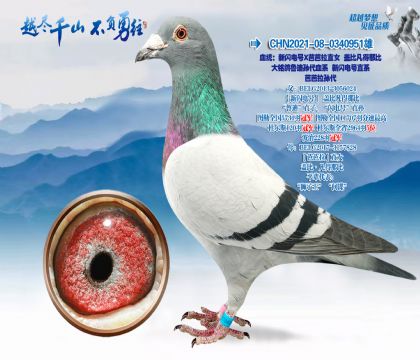 Ѫͳ���������X�Ű���ֱŮ�Ǳȷ����Ǳ�