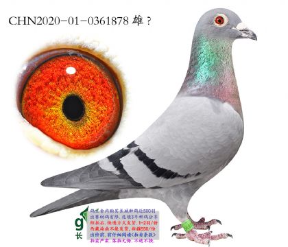 6.�������ӽ�Ѫ.0361878