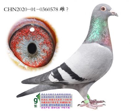 4.��ʱ�ݰ����Ӵ�.0360578