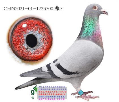 9.�����Ǹ���˹.1733700