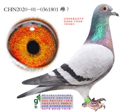 11.���ܸ��׵�ȫ���Ӵ�m.0361801