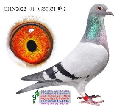 14.������ƽ��.0950831