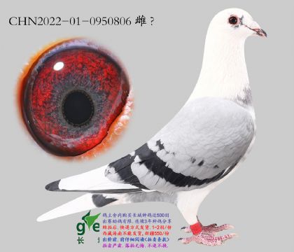 2.��ʱ�ݰ�����.0950806