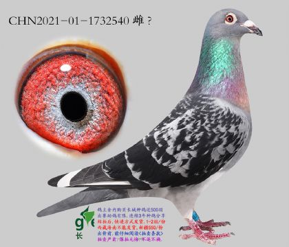 9.����ȫ��017���.1732540