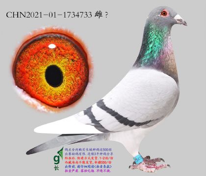 13.��������Ѫ.1734733