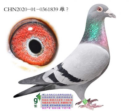 12.���ܸ��׵�ȫ���Ӵ�.0361839