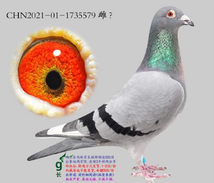 4.�ǱȽ�Ѫ.1735579