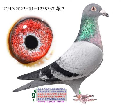 8.�����������.1235367