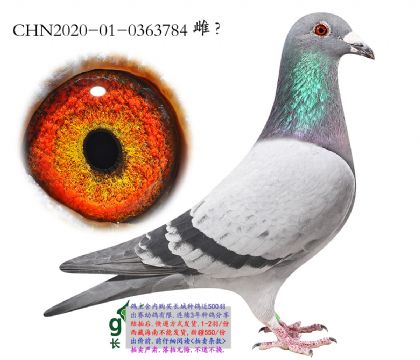 15.��ʱ��911��ŵ�����.0363784