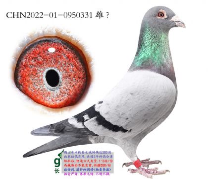 3.�¿����˰����Ӵ�.0950331