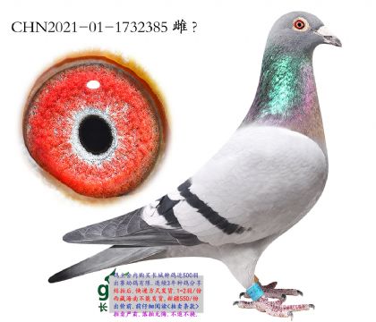 6.ͼ��˹�������ؽ�Ѫm.1732385