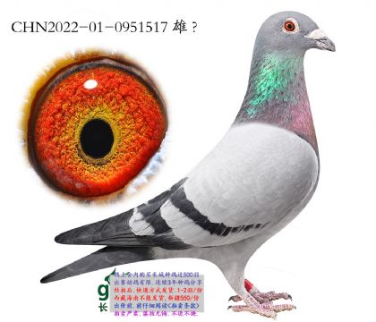 10.�¿��������m.0951517