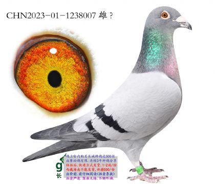 12.С����445���.1238007