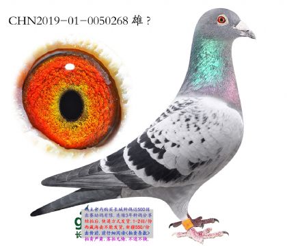 15.�°���ƥ�˰�ƽ��.0050268