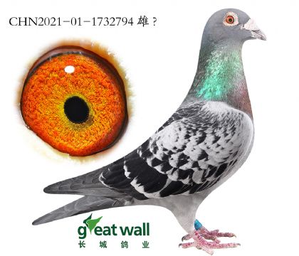 7.��ʱ��911���.1732794