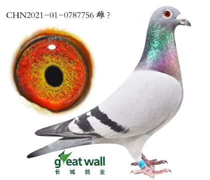 5.׿Խ�Ǵ󽫾���Ѫ.0787756