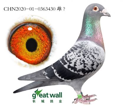 10.��ʱ�ݼ�ŵ�����.0363430