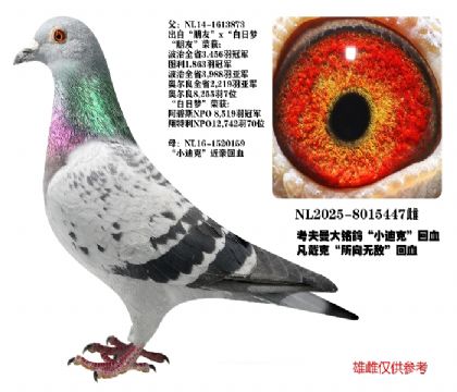 ������С�Ͽ˻�Ѫ