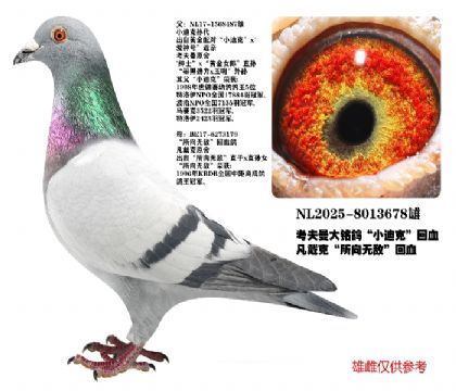 ������С�Ͽ˻�Ѫ