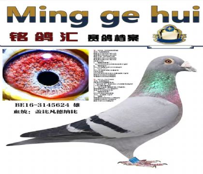 �Ǳȷ����Ǳ�ԭ�ᣨ�����ֹ�����������