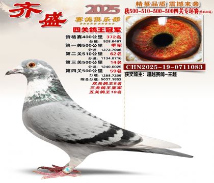 齐盛幼鸽专环冠军