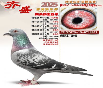 齐盛幼鸽专环亚军