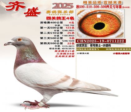 齐盛幼鸽专环4名